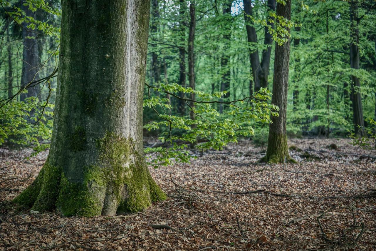 Van Abelshoeve Gieterveen Exteriör bild